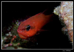This male cardinal fish (apogon imberbis) was hatching th... by Daniel Strub 